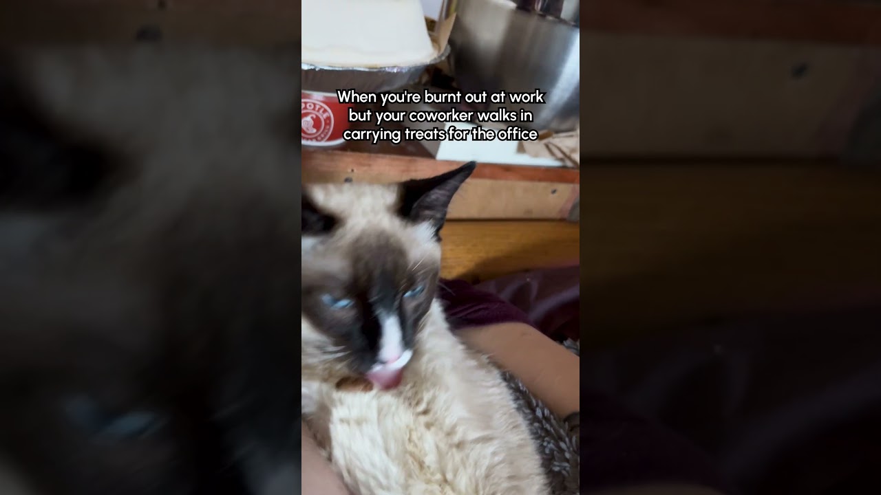Cat Wakes Up Instantly When A Treat Is Near