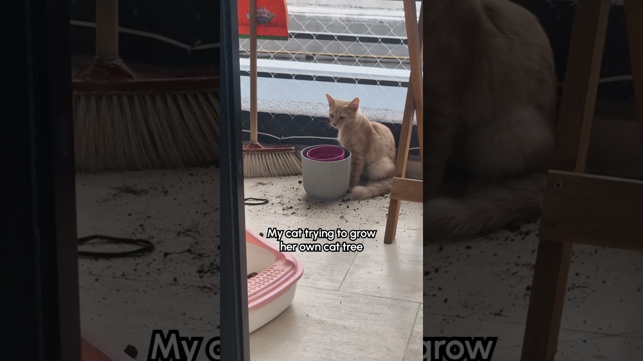 Caught My Cat Ruining My Plants 😅