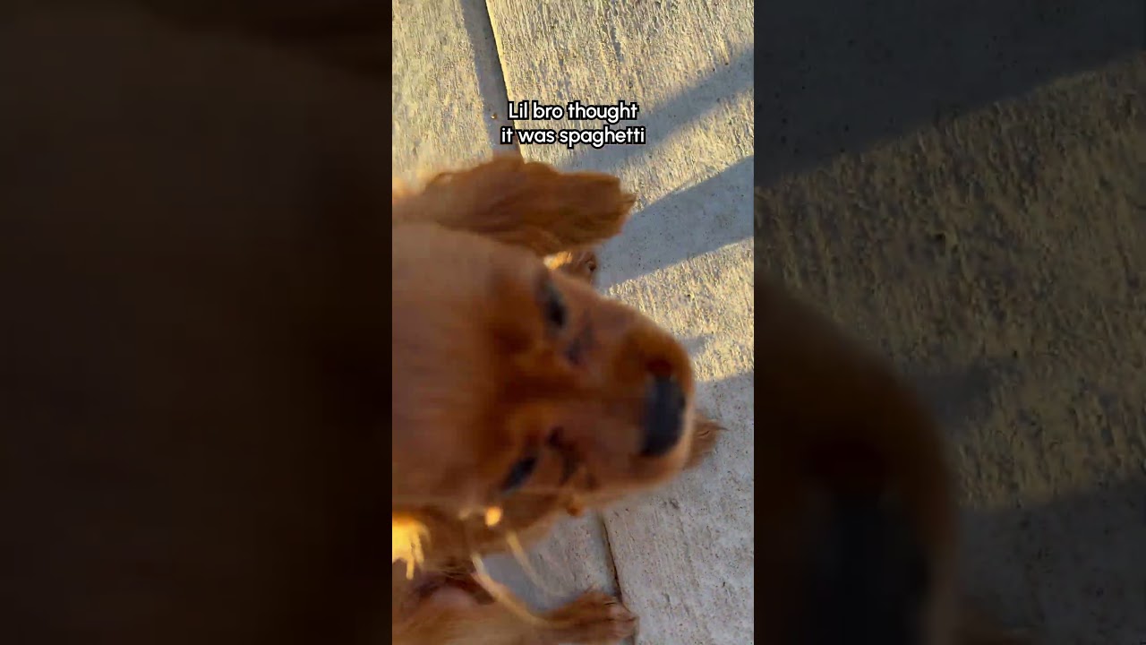 Caught My Puppy Carrying A SNAKE Around!