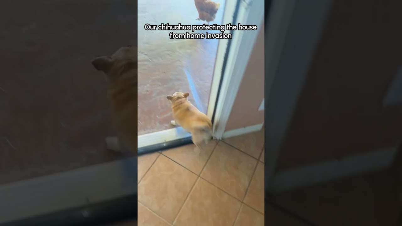 Chihuahua Chases Chickens Off Porch