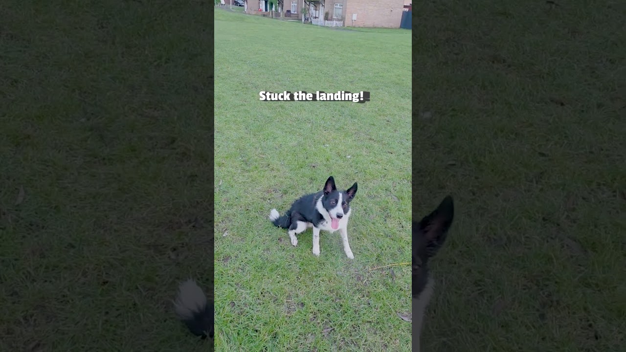 Dog Shows Off Super Cool Slide Trick #DogTraining #DogTrick #Collie