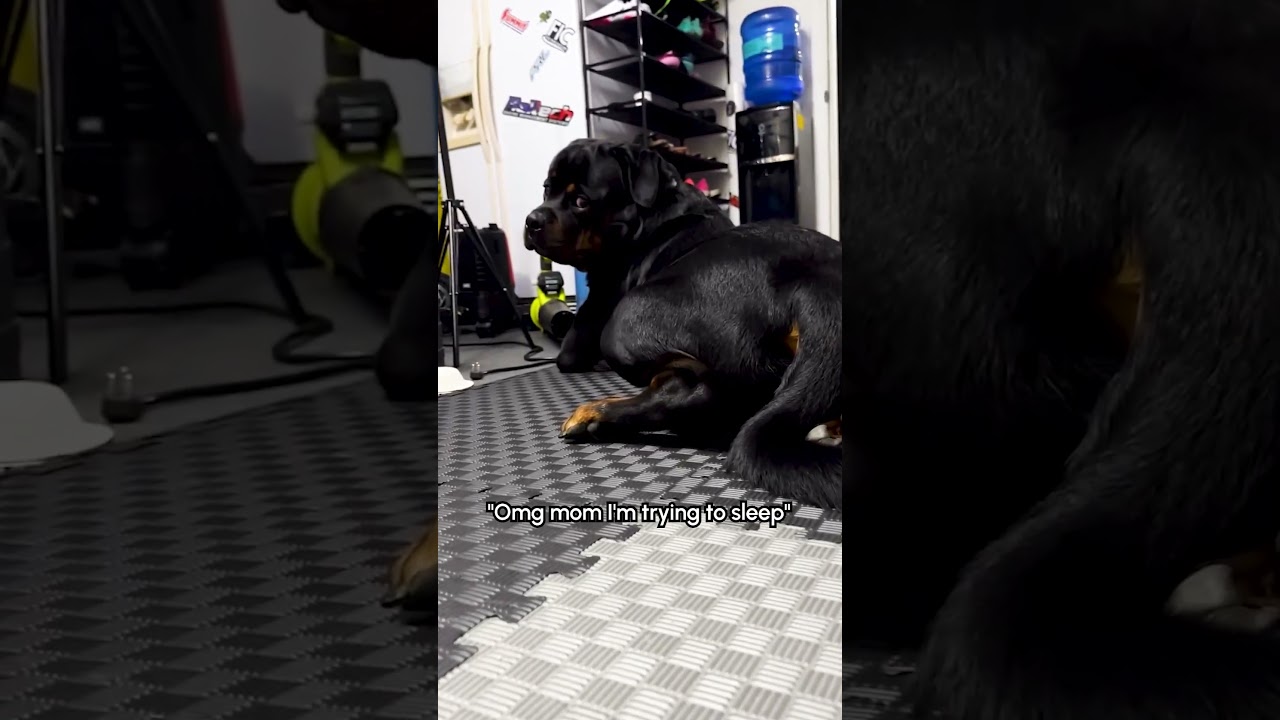 "Don't Rile The Dog Up." Me: