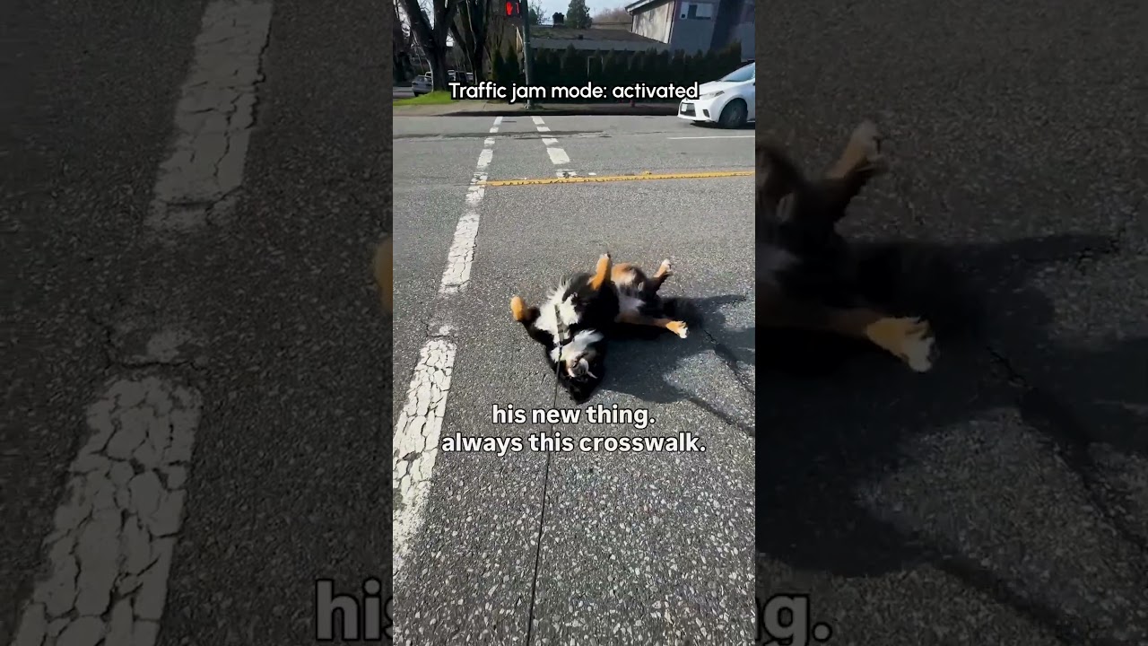 This dog is a PRO rage baiter 😂 He gets the cars & his mom at once 😤💥