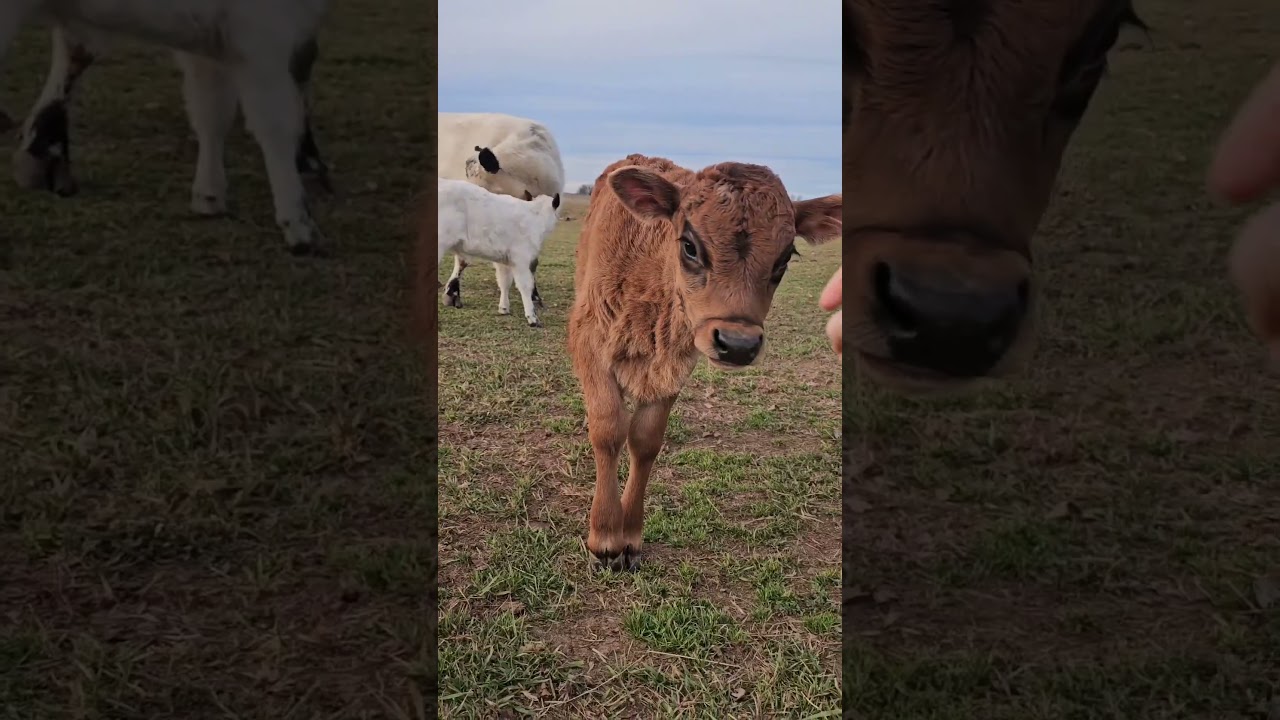 So much fluff...so much chaos 🤣💥 Watch the funniest pets of the week on YouTube NOW!!!