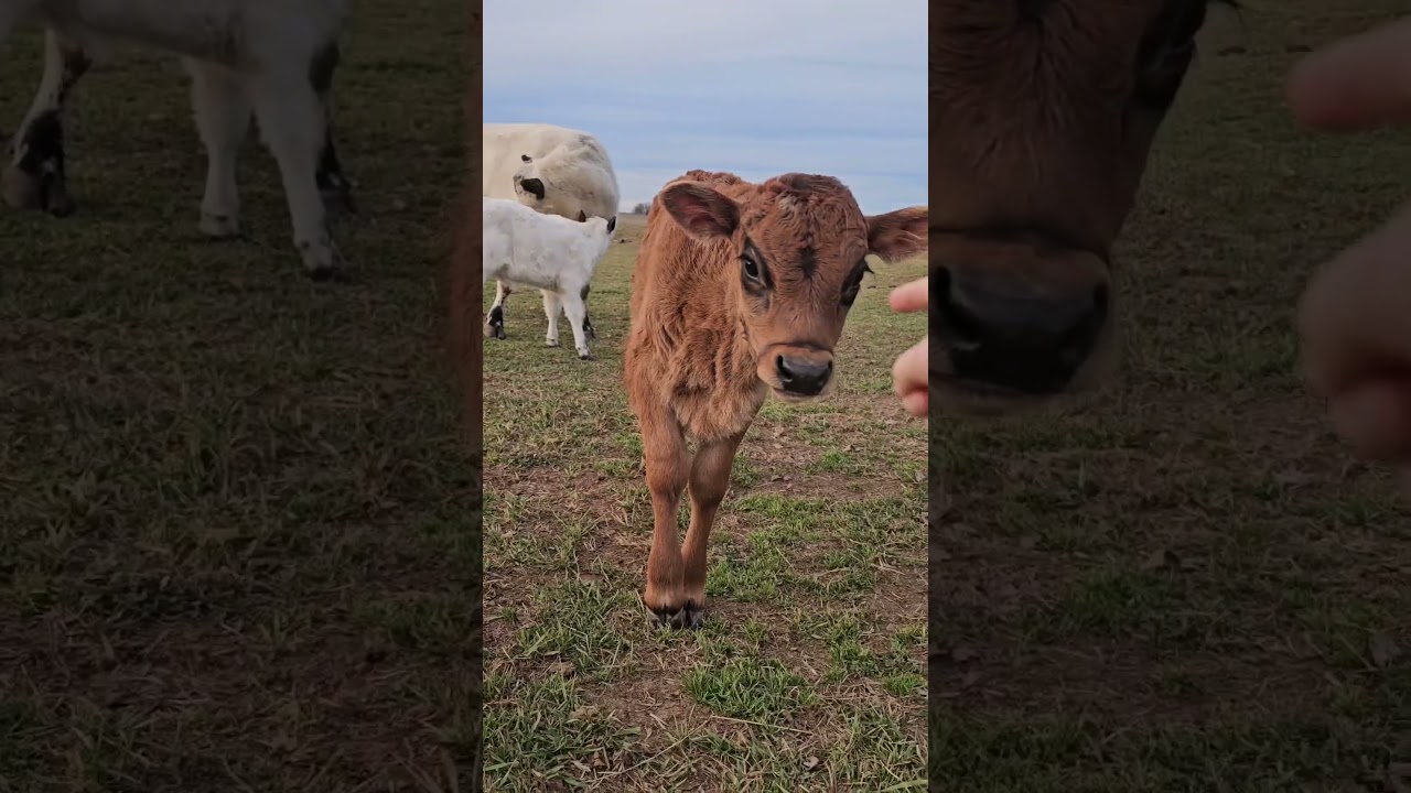 So much fluff...so much chaos 🤣💥 Watch the funniest pets of the week on YouTube NOW!!!