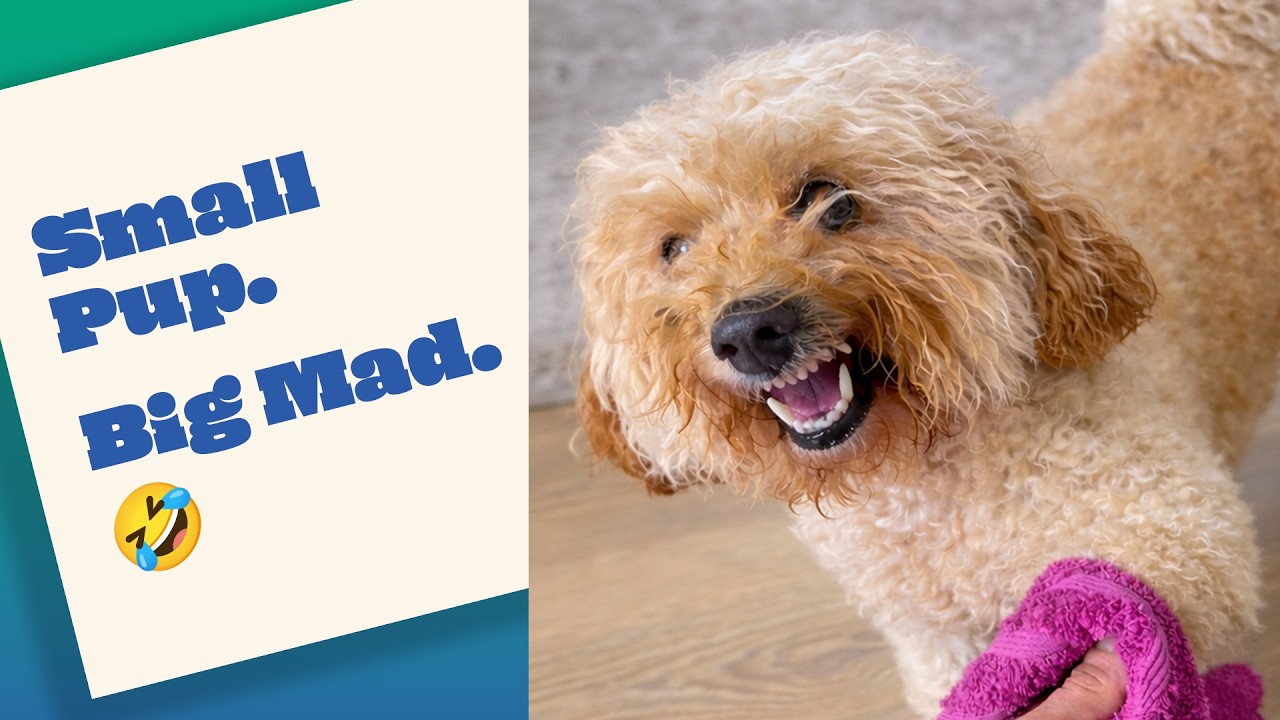 FUNNY Dog Hates Clean Paws  🤣| Best of the Week