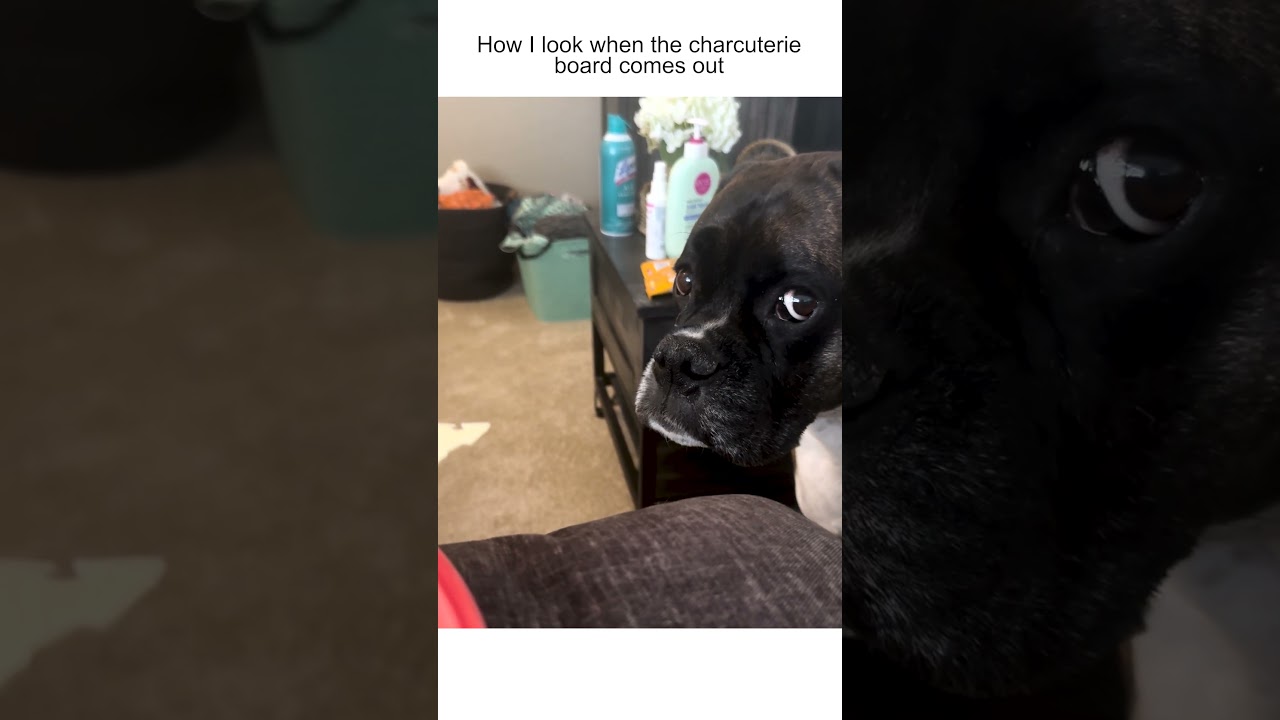 Funny Dog Sneakily Steals Cheese From Plate