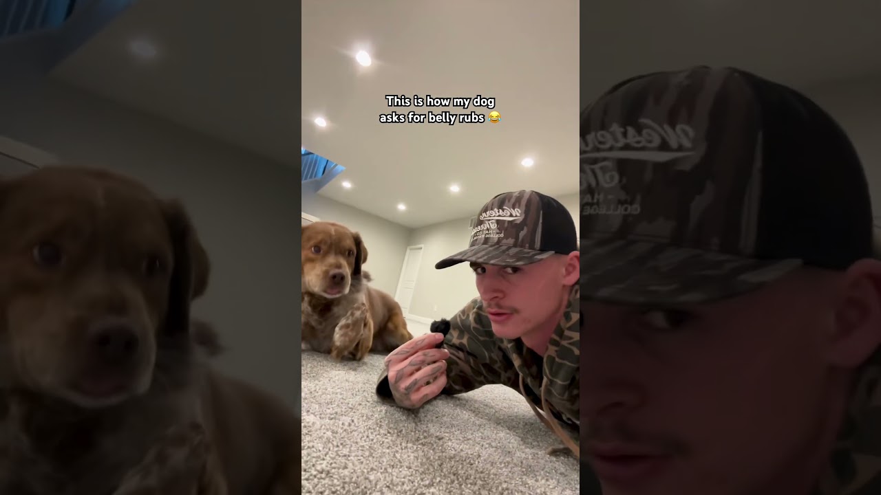 Dog Has The Cutest Way Of Asking For Belly Rubs! 🤣💕