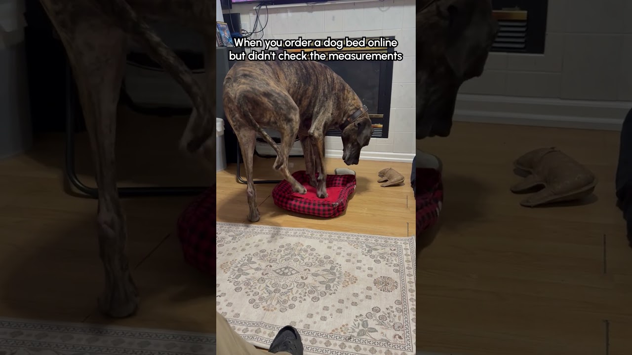 Giant Dog Tries To Sit In TINY Bed