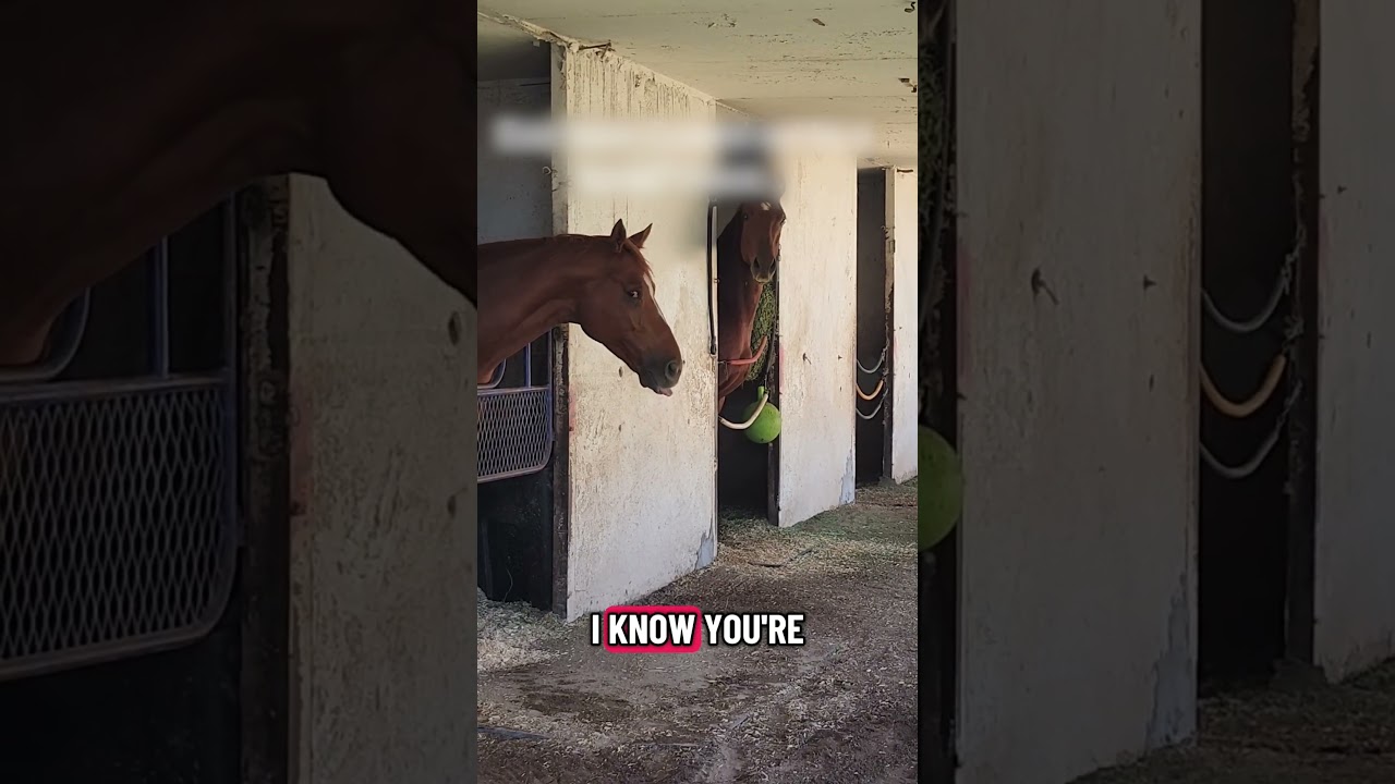 Hilarious Horse Throws Temper Tantrum!