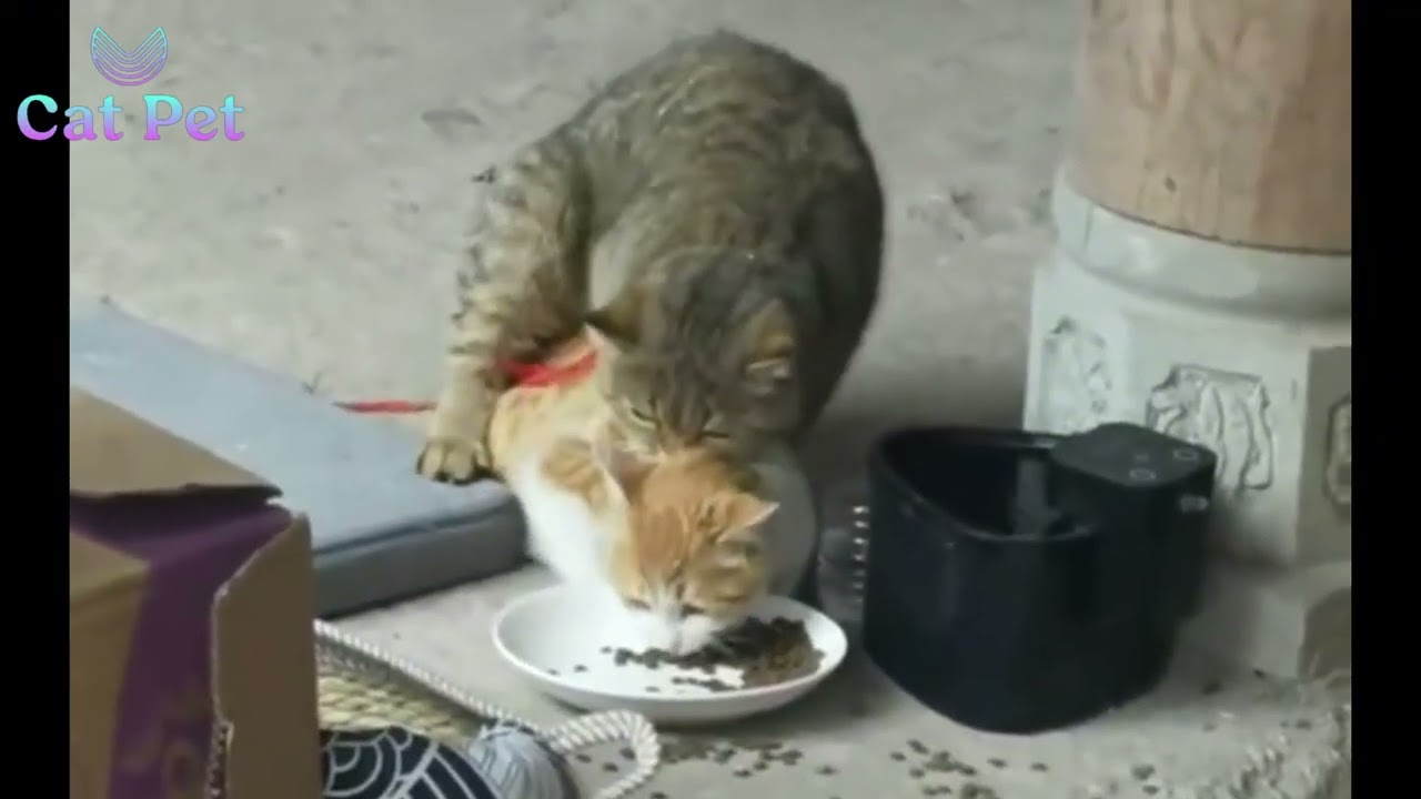 How Old Are Cats When They Start Mating