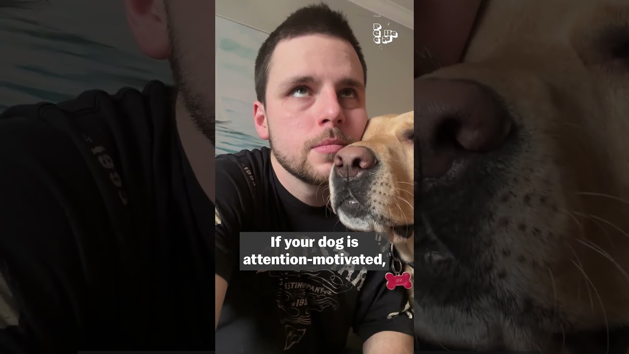 How To Teach Your Dog A New Trick | Pet Pointers