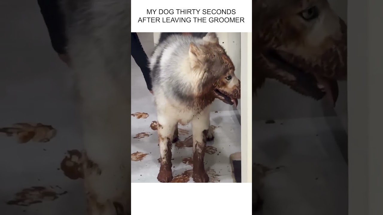 Husky Causes Muddy MESS In House!