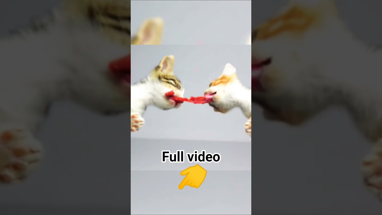 kittens battle #ASMR #cat #shorts