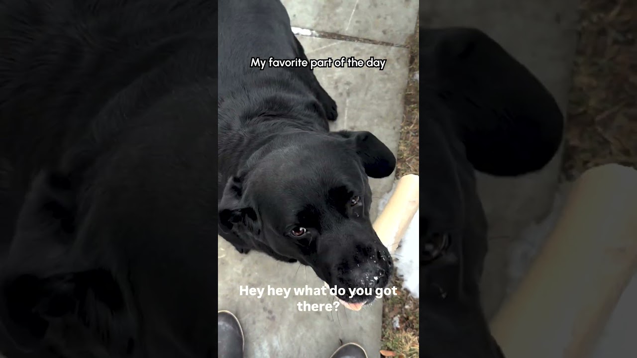 Labradors Greet Dad With ADORABLE Wiggles! 🥰