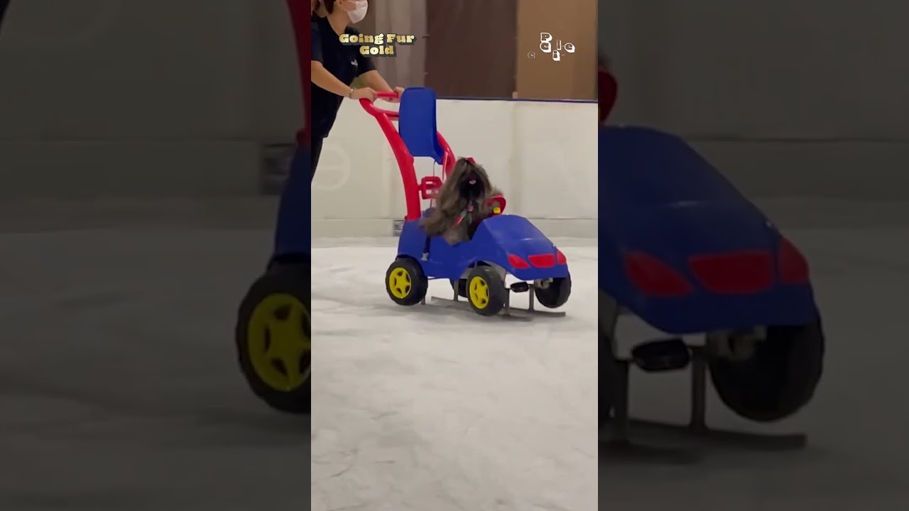 My Cat Judges The 2026 Winter Olympics 😹