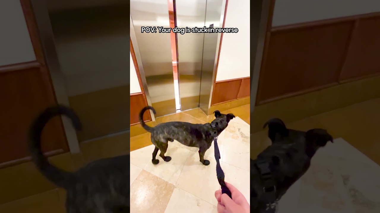 My Dog Will Only Go Through Doors Backwards....