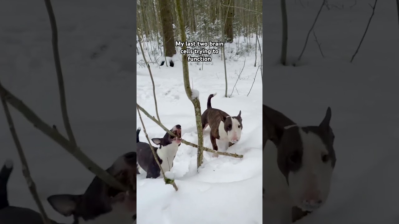 My dogs aren't the brightest of the bunch.... #BullTerrier #Dog #Funny