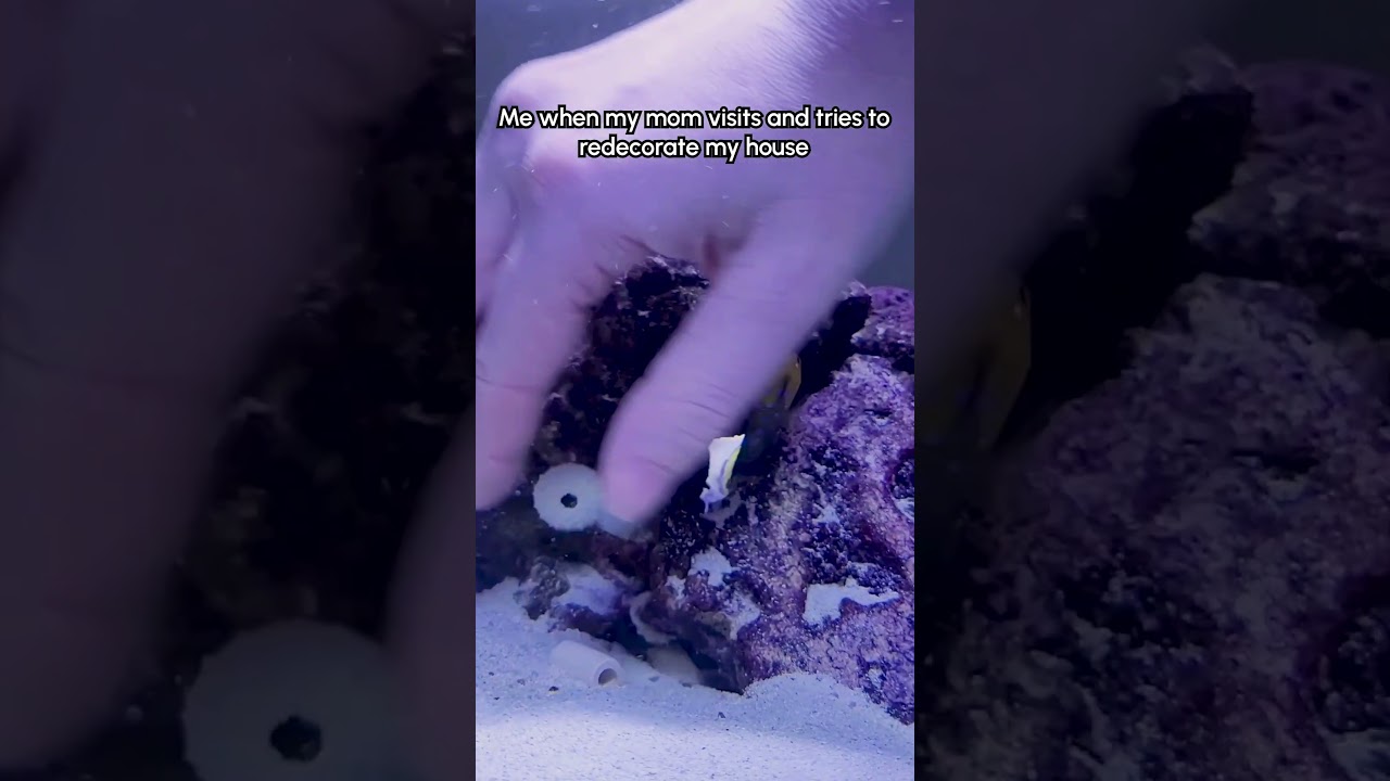 My Fish HATES When I Move Things In His Aquarium