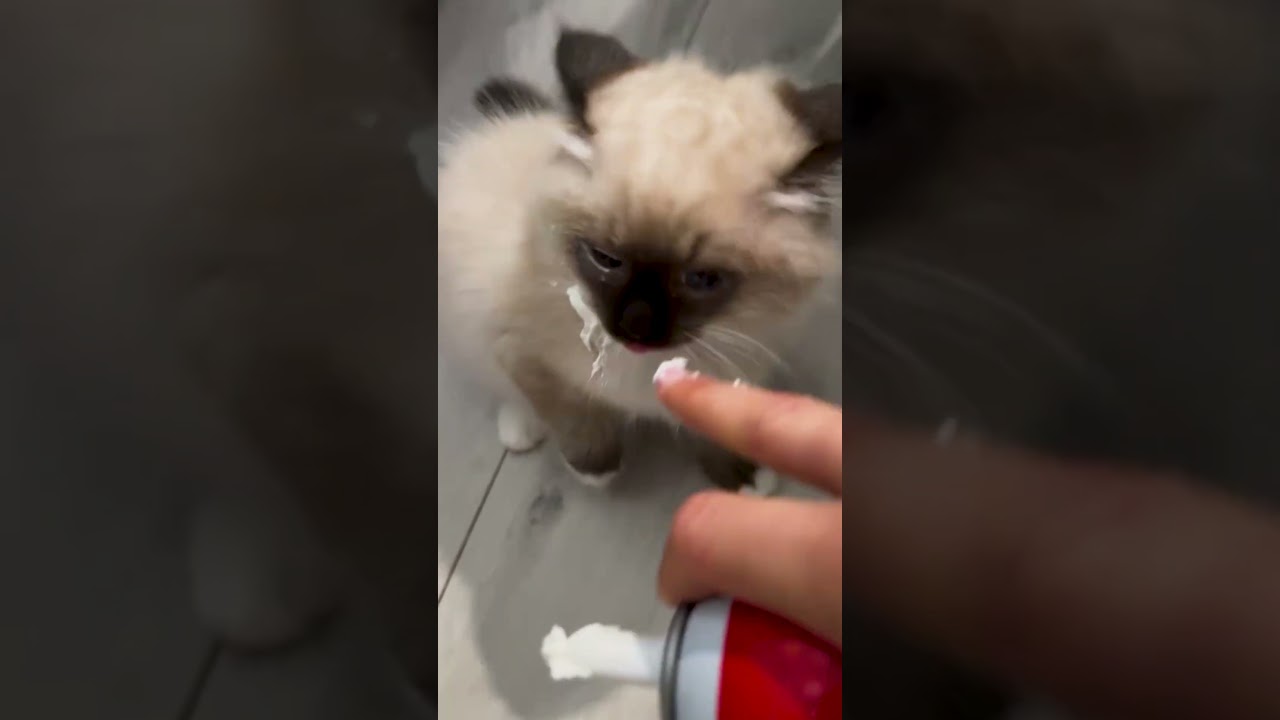 Naughty Dog Steals Kitten's Whipped Cream Treat
