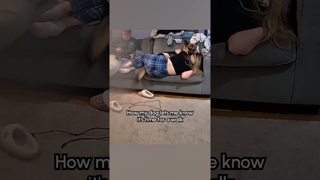 My German Shepherd Pushes Me Off The Couch When It's Walk Time 😅 #GermanShepherd #Funny #Dog