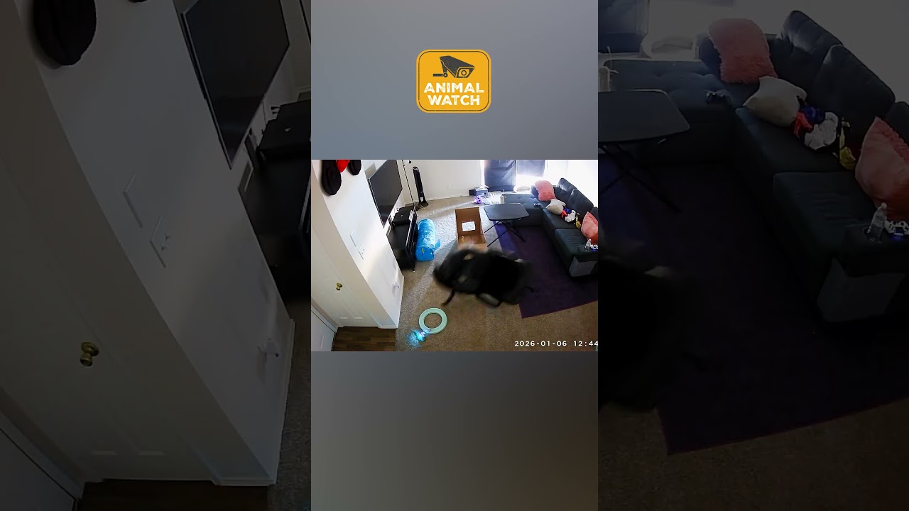 Our Chaos Cats Caught On Camera | Animal Watch