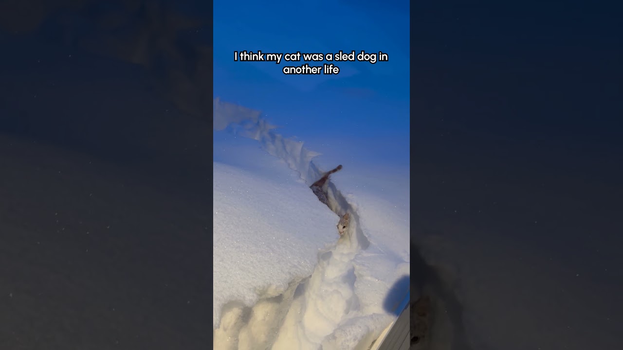 Orange Cat Leaps Into Deep Snow For Fun 🐈❄️ #OrangeCat #Snow #FunnyCats