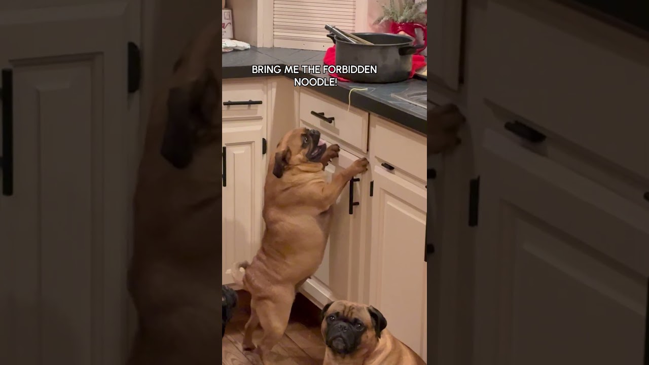 Pug Tries To Steal Noodles Off Counter