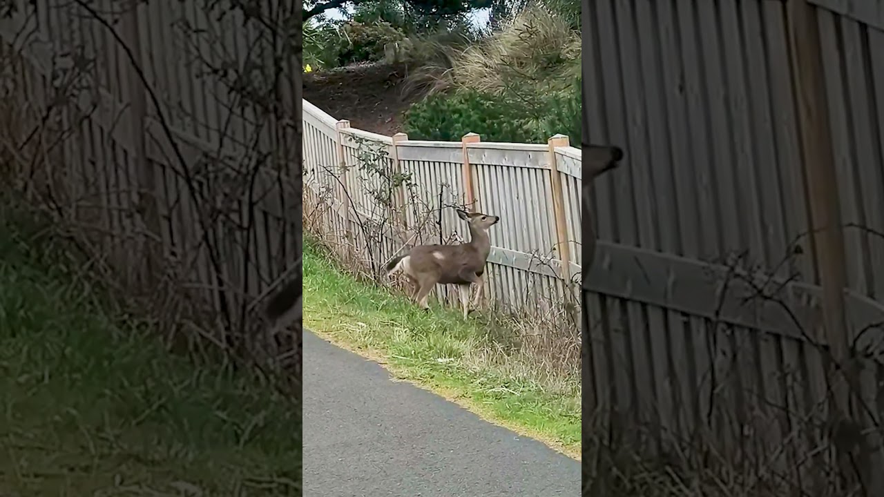 Rooting For A Nervous Deer Trying To Jump A Fence 🥹