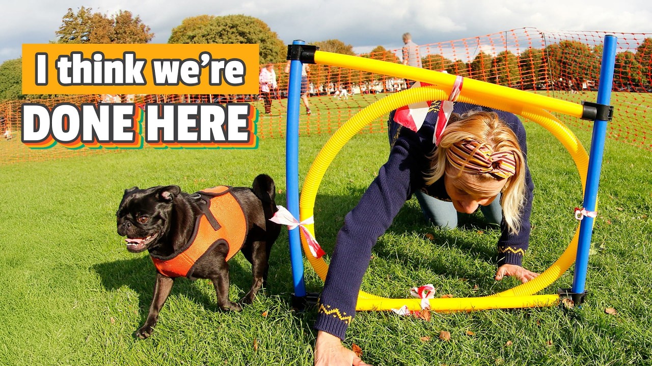 The FUNNIEST Animal Tricks & Fails EVER | Talented Animal Videos