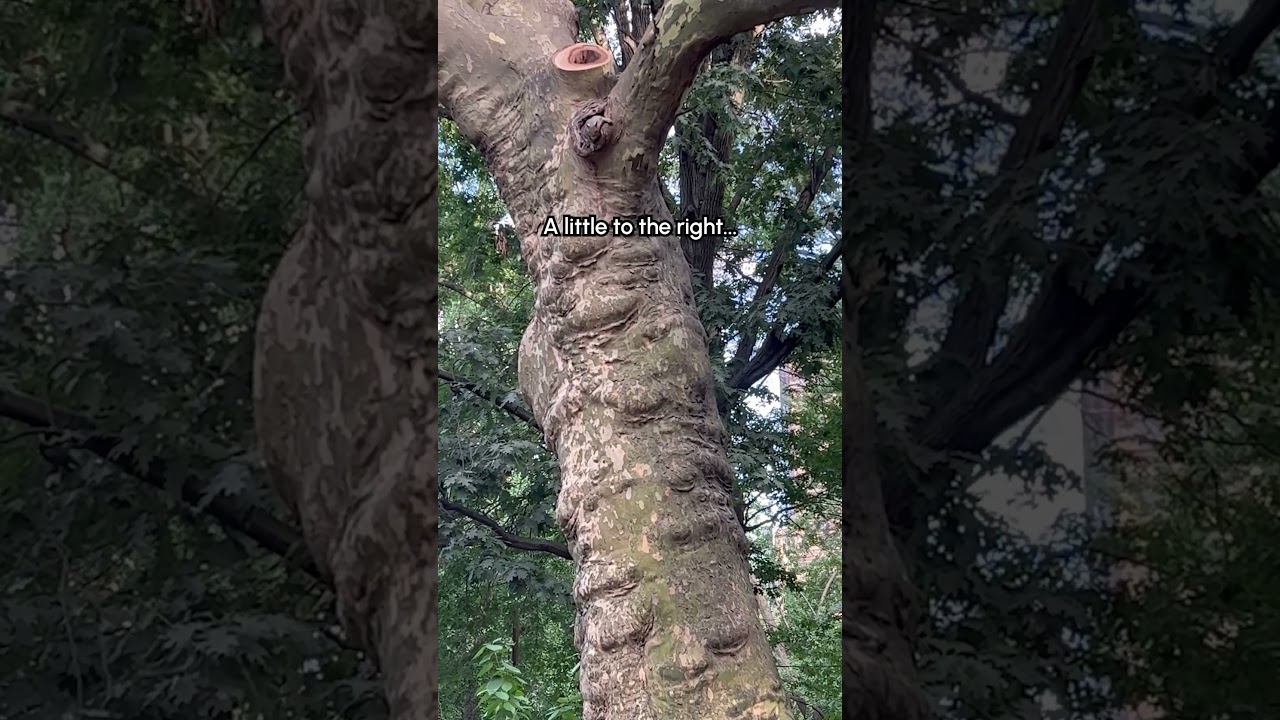 Trying To Give A Squirrel A Treat But He Couldn't Catch It